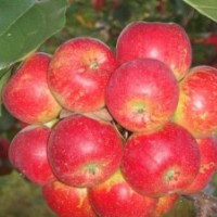 吉林龍豐果樹(shù)苗，黑龍江出售雞心果樹(shù)苗