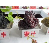 什么品種葡萄苗好種植吉林內(nèi)蒙黑龍江遼寧基地