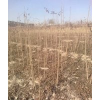 出售優(yōu)質(zhì)嫁接核桃苗