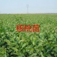 云南早實(shí)核桃苗，核桃苗批發(fā)，核桃苗只要0.9元