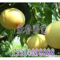 柿子苗-核桃苗-梨-價格-品種