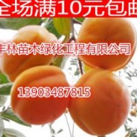 山西柿子樹苗價格 柿子樹苗批發(fā)報價 磨盤柿子苗