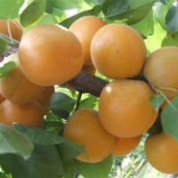 山西杏樹苗價格 金太陽杏樹苗批發(fā)報價 嫁接成品杏樹苗 3-5公分杏