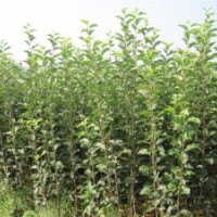 專業(yè)供應優(yōu)質蘋果苗 規(guī)格齊全易成活蘋果苗 當年結果蘋果苗