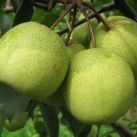 基地直銷大小規(guī)格梨樹苗 質(zhì)量可靠實(shí)生梨樹苗 優(yōu)質(zhì)嫁接梨樹苗