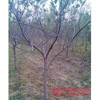 占地蘋果樹 杏樹 桃樹 柿子樹