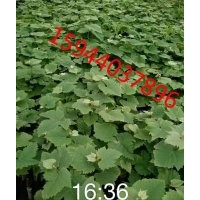茉莉香葡萄苗合作社、茉莉香葡萄苗批發(fā)@