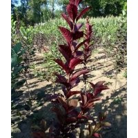 長春密枝紅葉李出售紫葉稠李、王族海棠，紅葉稠李，