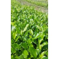 檸檬樹苗 檸檬苗 1年檸檬苗 優(yōu)質(zhì)檸檬苗種植