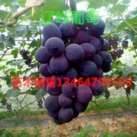 新疆葡萄苗遼峰葡萄苗