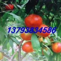 毛桃樹苗 油桃樹苗 春輝126 桃樹苗 桃苗