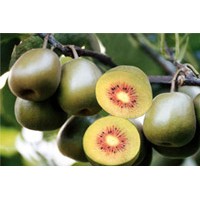 浙江紅心紅陽獼猴桃種植基地 獼猴桃樹苗價(jià)格及栽培技術(shù)