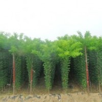 山楂樹，櫻桃樹，國槐，白皮松，海棠等