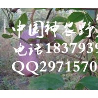 2016種什么最賺錢(qián) 特色水果種植 八月瓜種苗供應(yīng)