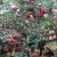 供應(yīng)石榴樹