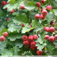 8公分山楂樹 15公分山楂樹 20公分山楂樹