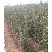 出售山西山楂苗棗樹(shù)苗蘋(píng)果苗