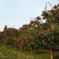 出售占地苗核桃樹，山楂樹，