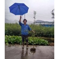 大量酸柑苗紅桔苗