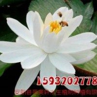 荷美軒,睡蓮,睡蓮價(jià)格