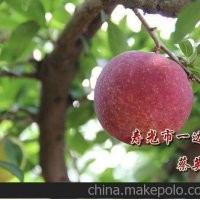 貴陽紅李子苗那