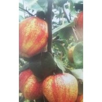 供應(yīng)早紅香酥梨樹苗，梨樹
