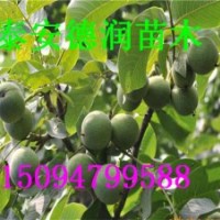 香玲核桃苗種植基地