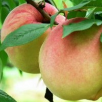 供應桃樹，毛桃，山桃