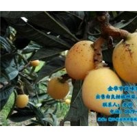 昭通由良柑橘種苗、崗峰農(nóng)場評價、由良柑橘種苗去哪買