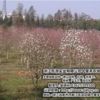 湖北紅楠、十里豐農場有口皆碑、紅楠價格