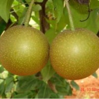 潛江梨苗,湖北梨苗基地,梨苗基地