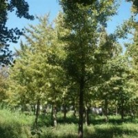 北京銀杏樹_綠都園林_銀杏樹種植