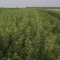 供應(yīng)山楂苗