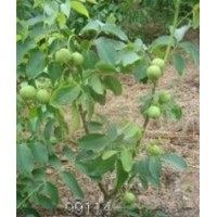 供應(yīng)核桃苗核桃實(shí)生苗掛果核桃苗