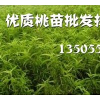 桃樹苗梨樹苗大量供應(yīng)