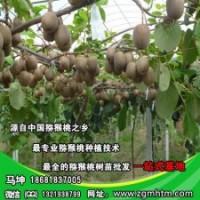 坤威獼猴桃苗、獼猴桃樹、獼猴桃樹批發(fā)