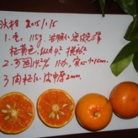 沃柑苗（香橙砧）