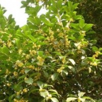 速生金桂苗|莎莎園藝|速生金桂苗木