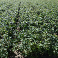 山東泰安葡萄小苗批發(fā)價(jià)格