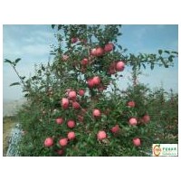 地址臨沂m9t337自根砧蘋果苗保純度