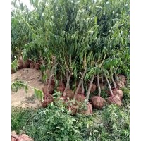 低價處理：山桃樹，山桃苗，毛桃樹，毛桃苗