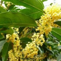 廣東速生金桂_莎莎園藝_速生金桂苗批發(fā)