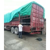 出售茉莉香快苗 茉莉香葡萄苗快苗