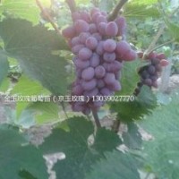 出售營養(yǎng)缽京玉玫瑰葡萄苗，大連京玉玫瑰快苗