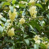 桂花小苗批發(fā)|渝北區(qū)桂花小苗|莎莎園藝(多圖)