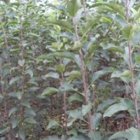 低價出售蘋果苗櫻桃苗棗樹苗桃樹苗柿子苗