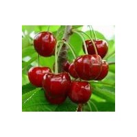 低價出售櫻桃苗 山楂苗 梨樹苗 棗樹苗