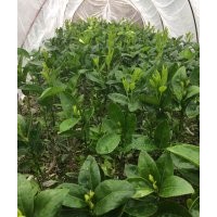 供應(yīng)茂谷柑苗，血橙苗