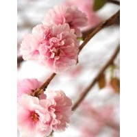 哪里出售河北櫻花