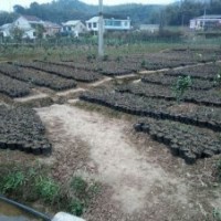 供應(yīng)三紅蜜柚果苗